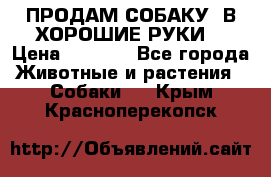 ПРОДАМ СОБАКУ  В ХОРОШИЕ РУКИ  › Цена ­ 4 000 - Все города Животные и растения » Собаки   . Крым,Красноперекопск